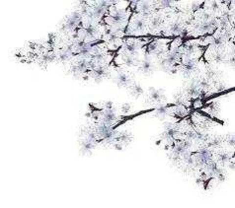 Felce Azzurra bad en douche moonflowers fiori di luna 650ml