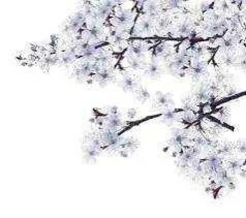Felce Azzurra bad en douche moonflowers fiori di luna 650mlHemelse-geuren.nlFelce Azzurra bad en douche moonflowers fiori di luna 650ml