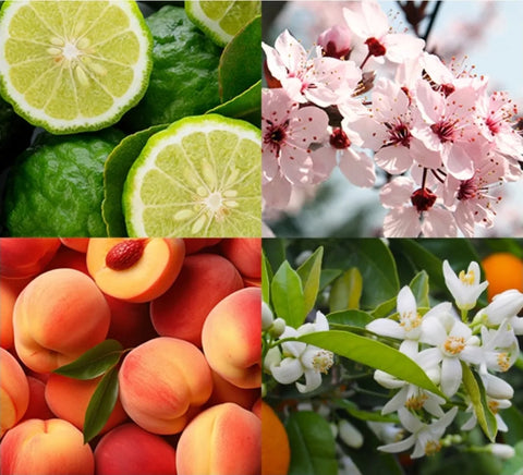 Tesori d'oriente eau de parfum ikigai - Hemelse-geuren.nl